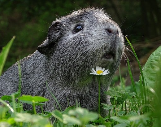 A guinea pig rests in a patch of grass