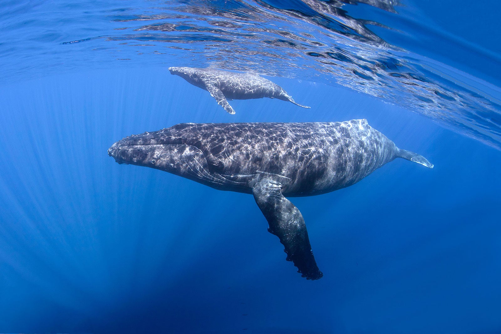 Protecting Marine Wildlife | The Humane Society of the United States