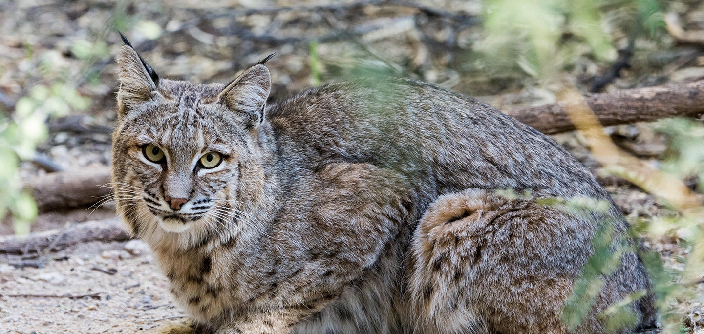 Bobcats | The Humane Society of the United States