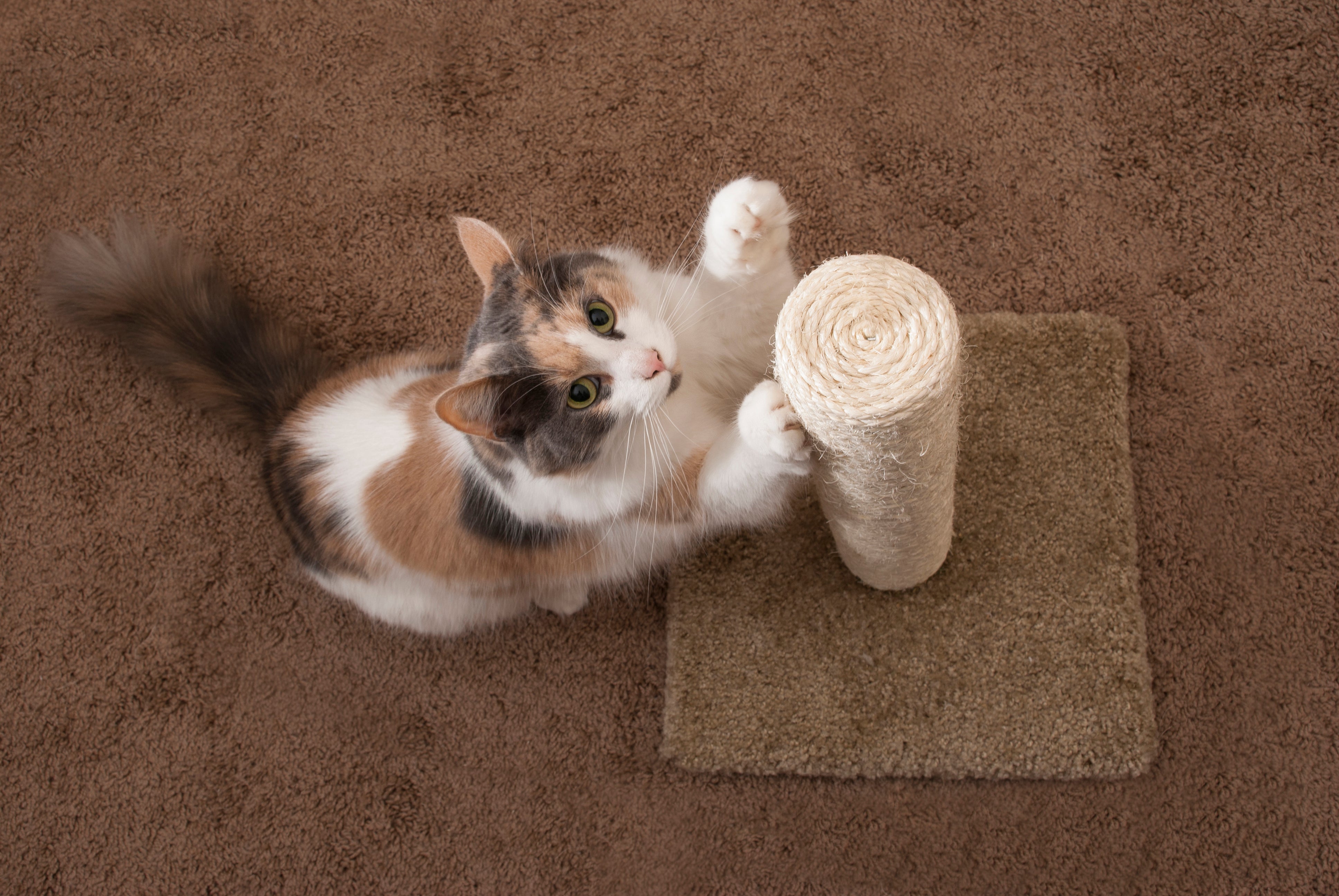 How to stop destructive cat scratching | The Humane Society of the United  States