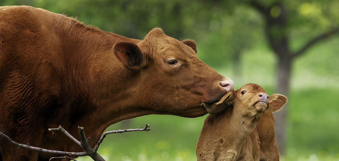 Cows | The Humane Society of the United States