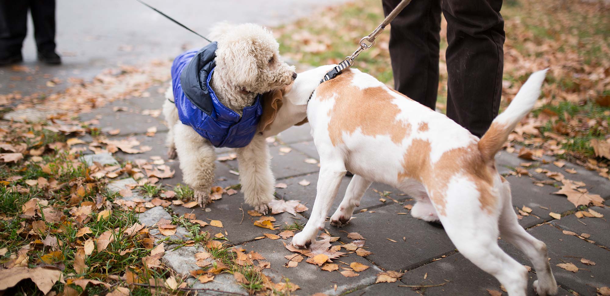 Introducing your new dog to your other dogs | The Humane Society of the  United States