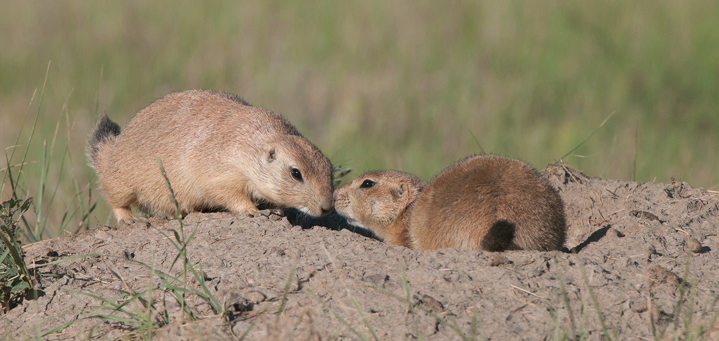 Prairie Dogs | The Humane Society of the United States