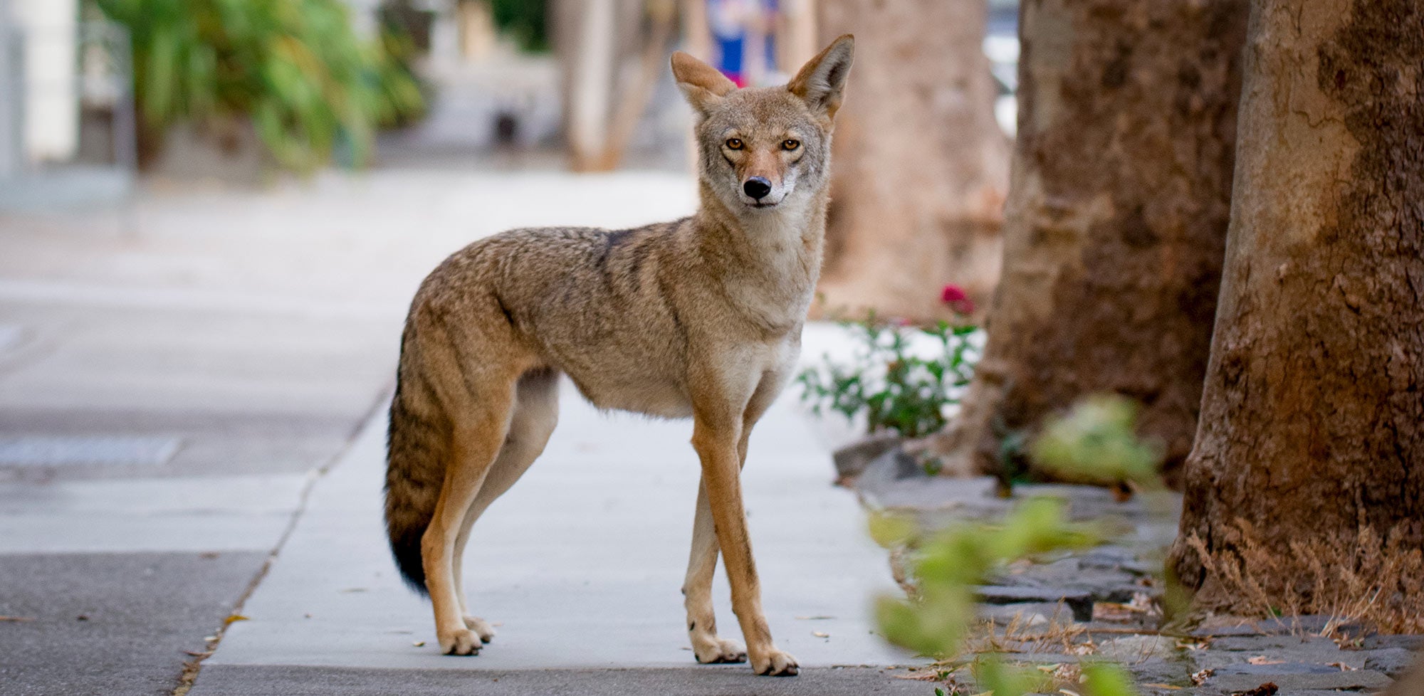 will coyotes mate with dogs