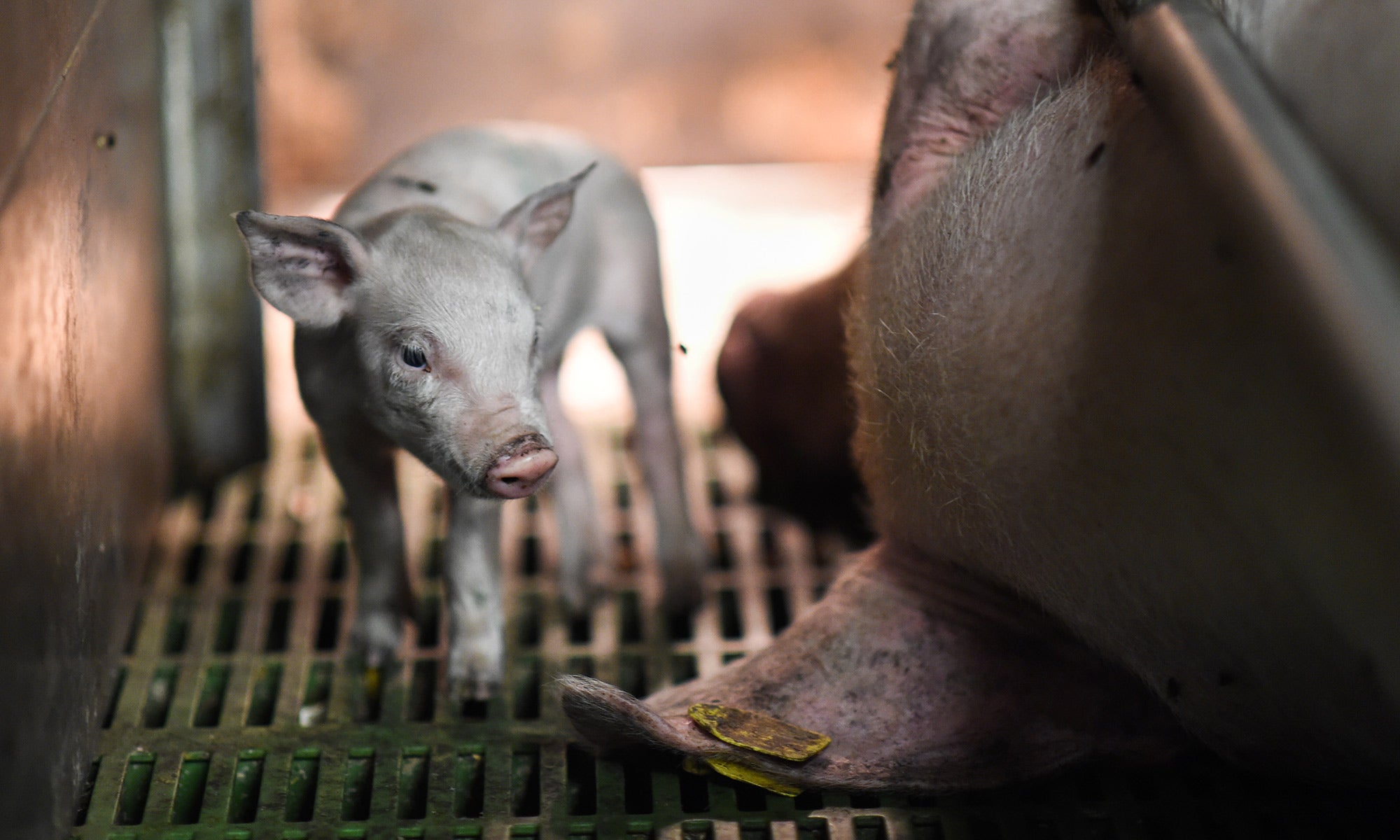 The science behind farm animal welfare | The Humane Society of the United  States