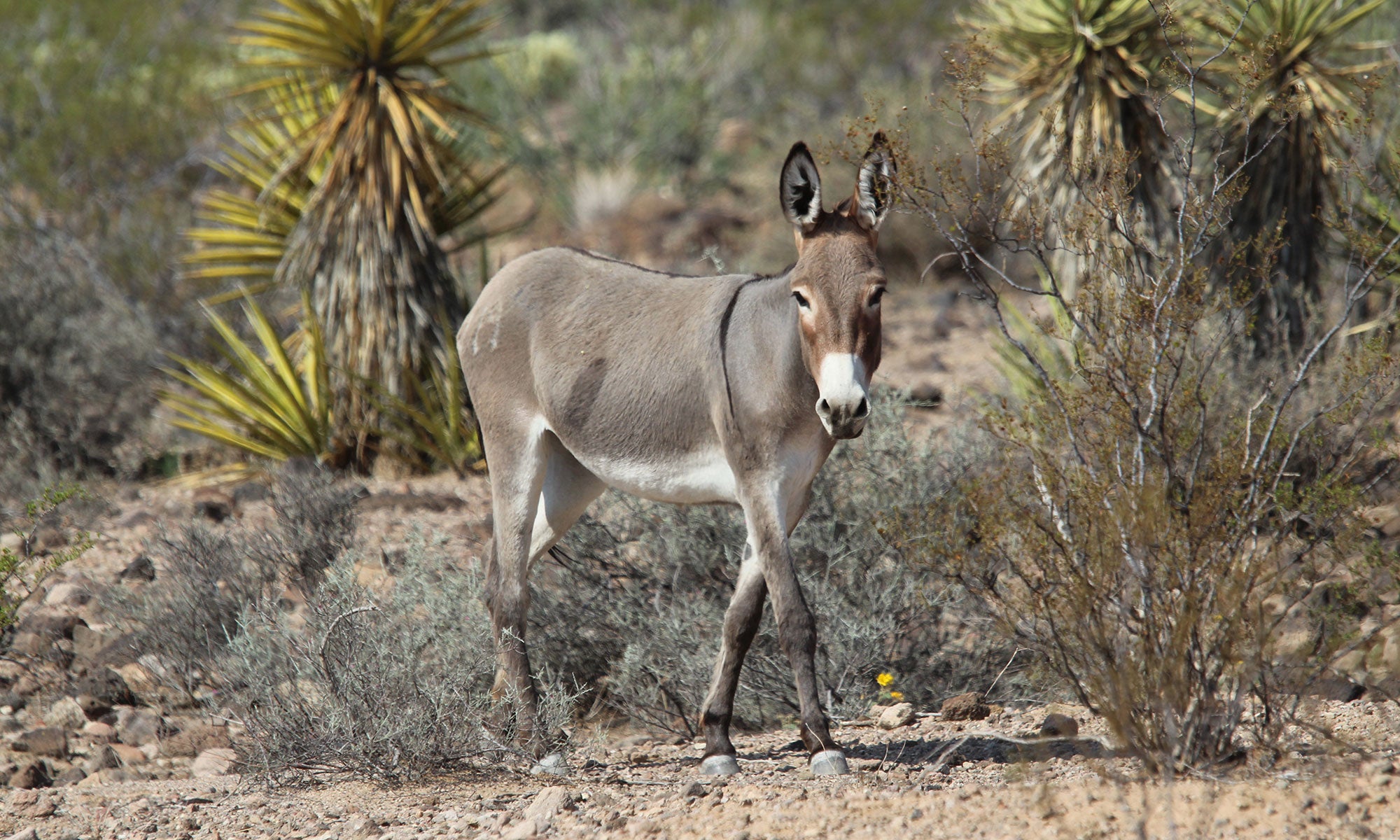Burros | The Humane Society of the United States