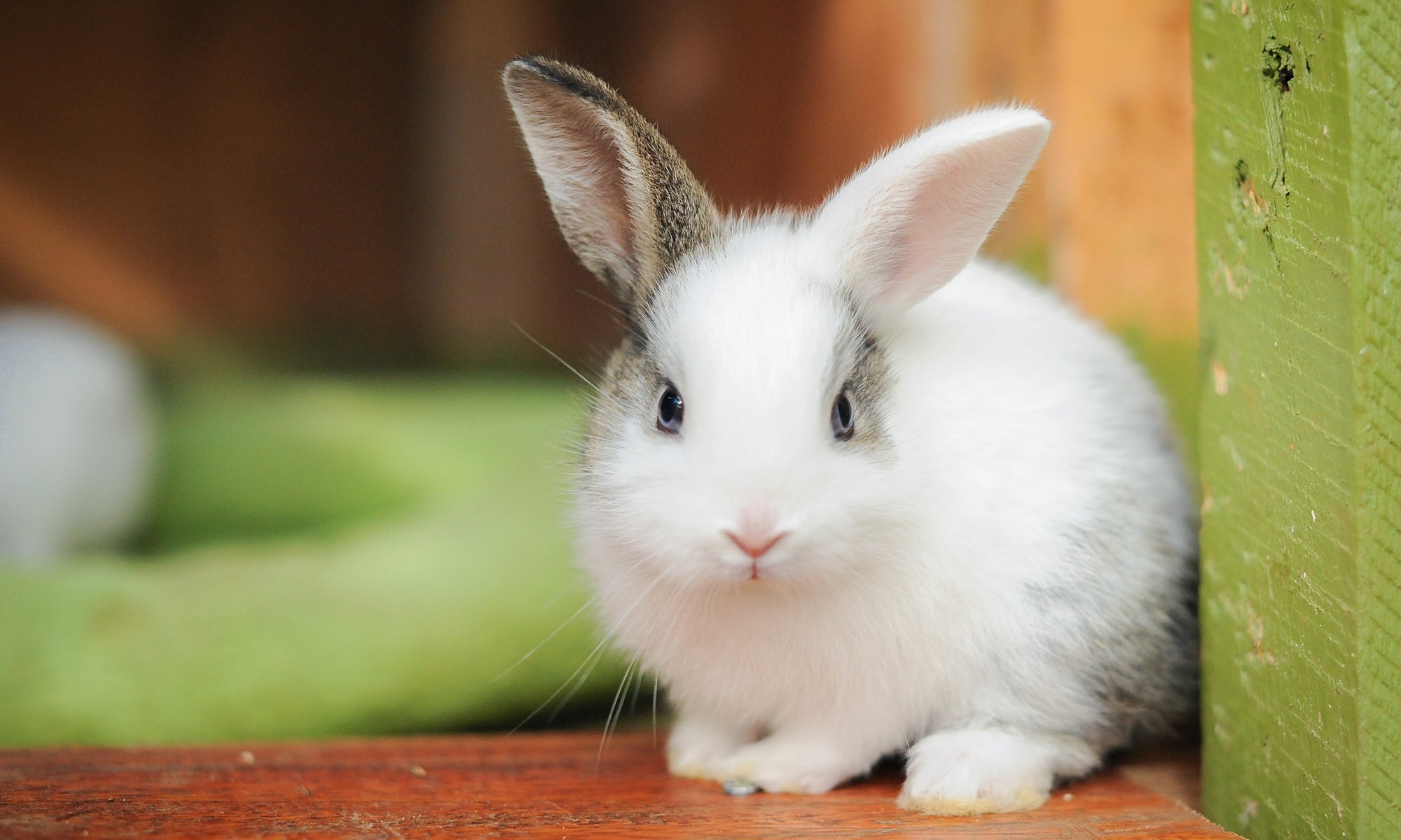 Is a rabbit the right pet for you? | The Humane Society of the United States