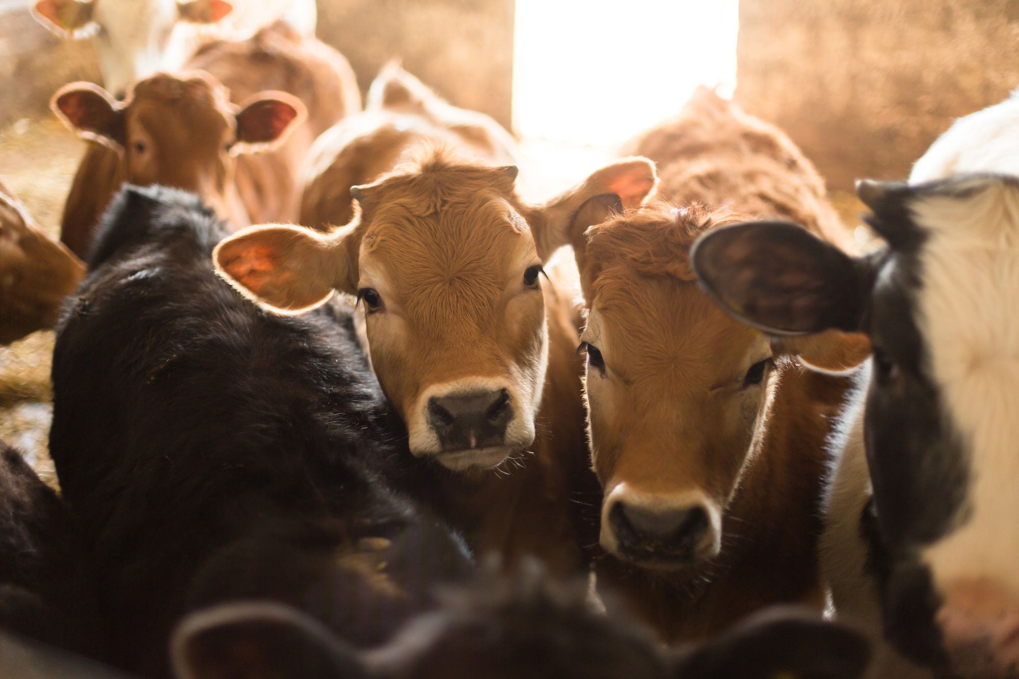 Farm animal protection FAQ | The Humane Society of the United States