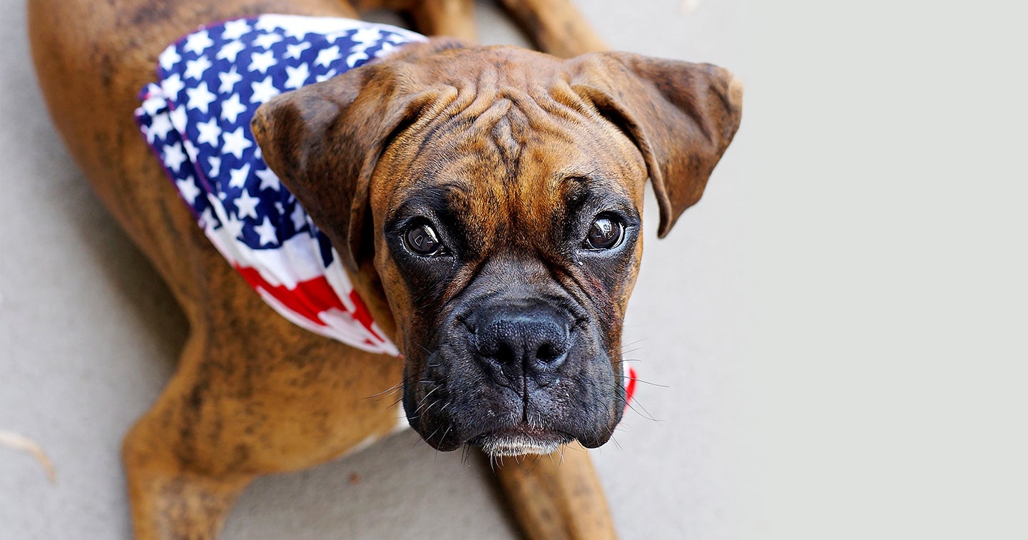 Fireworks: An explosion of fear for animals | The Humane Society of the  United States
