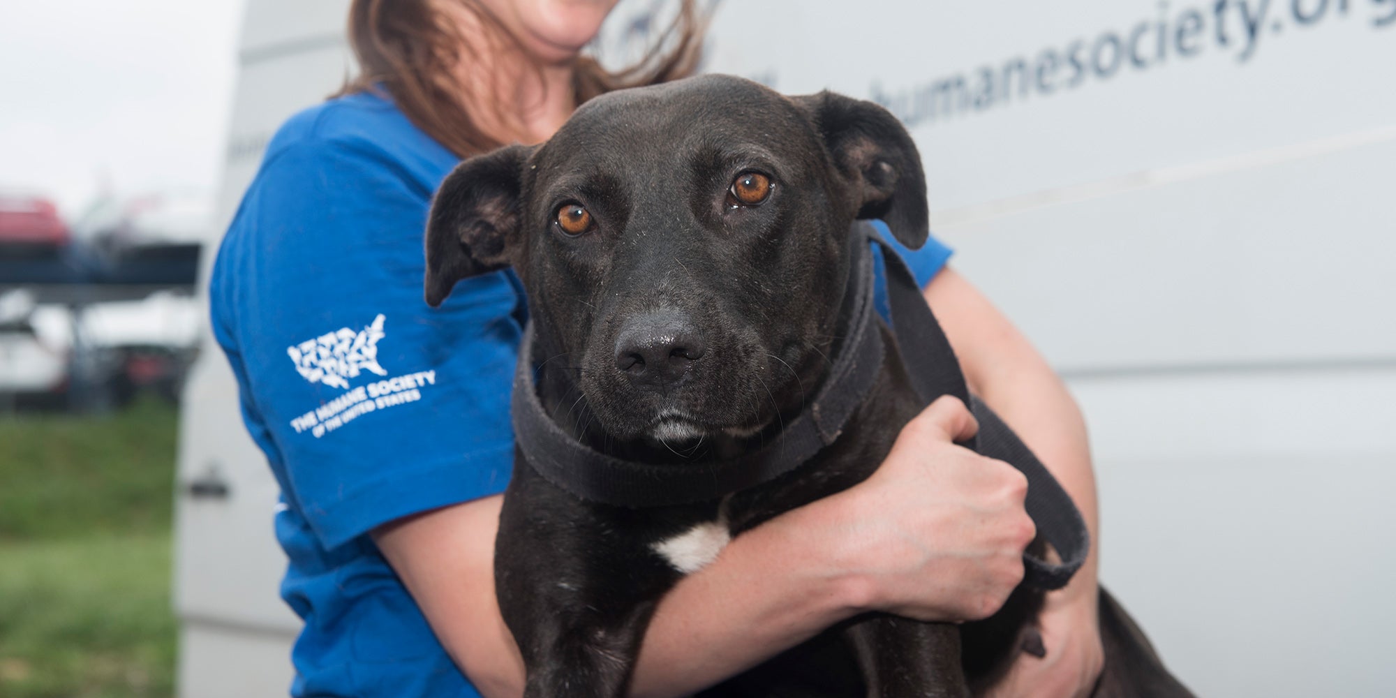 Disasters FAQ | The Humane Society of the United States