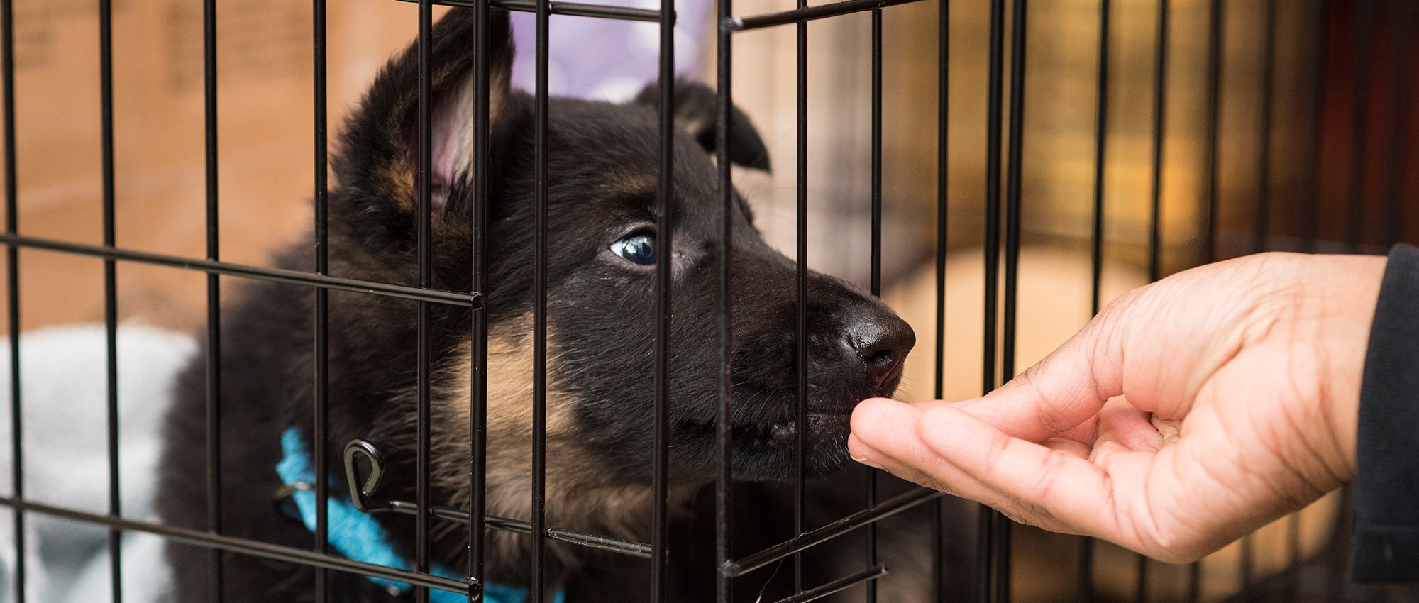 How to crate train a dog or puppy| The Humane Society of the United States