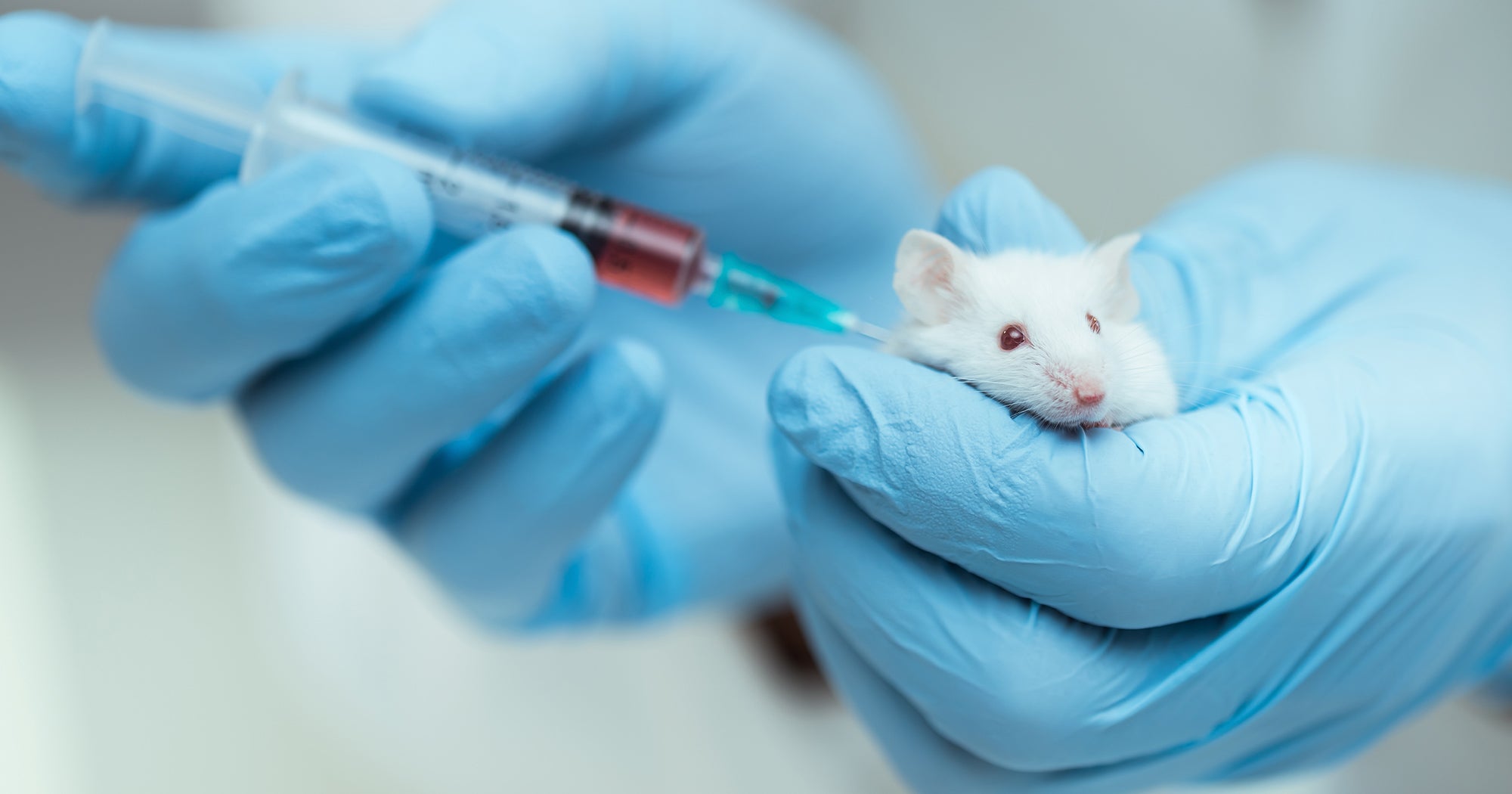 Timeline: Cosmetics testing on animals | The Humane Society of the United  States