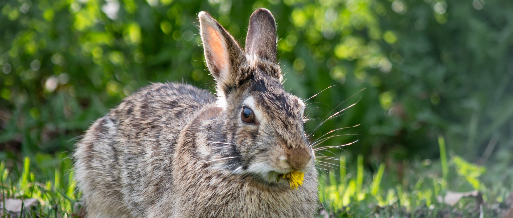 Gardening with rabbits | The Humane Society of the United States