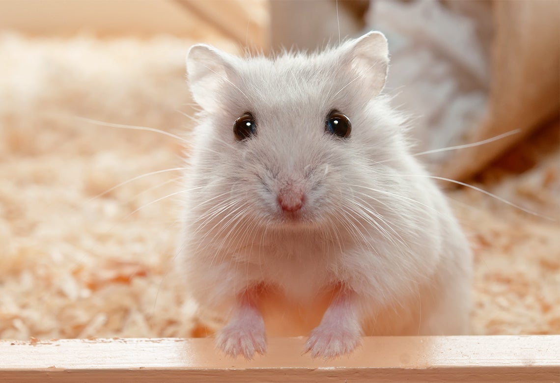 Is a hamster the right pet for you? | The Humane Society of the United  States