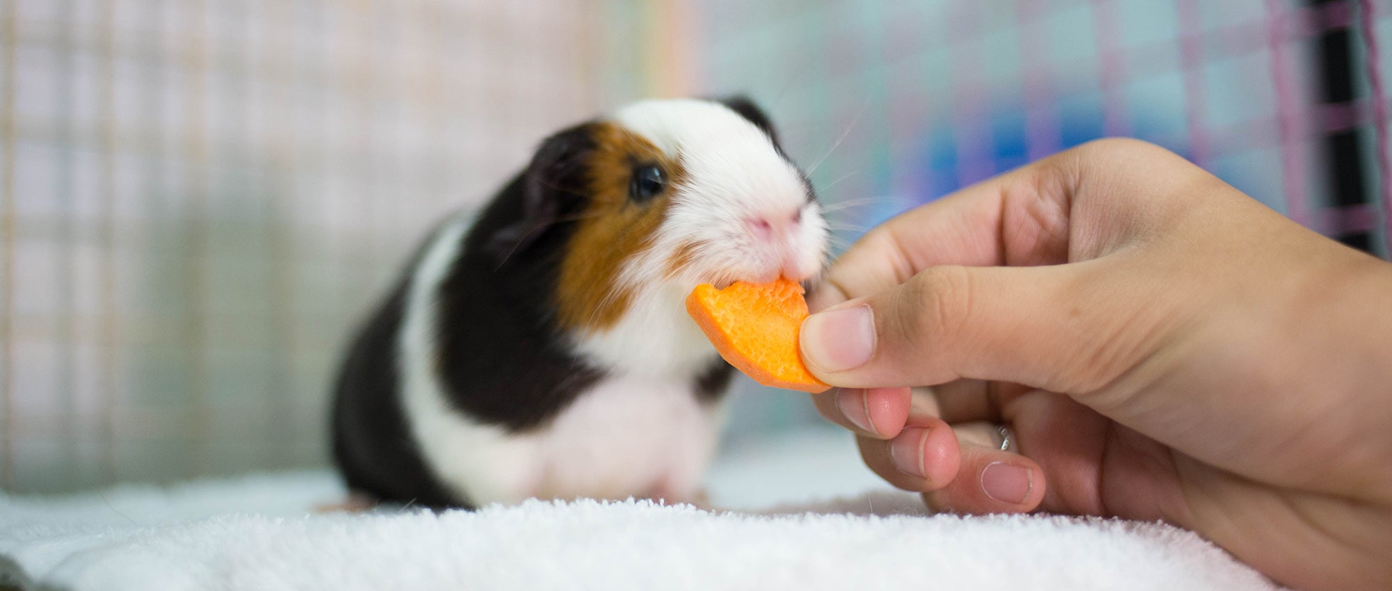 What can guinea pigs eat? | The Humane Society of the United States
