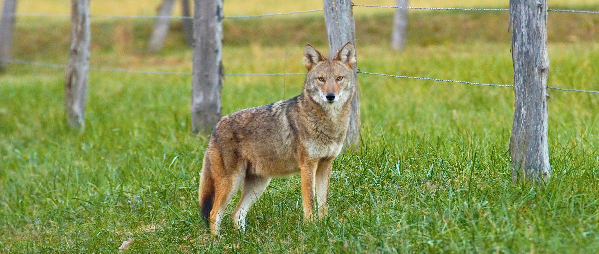What to know if you see or encounter a coyote | The Humane Society of the  United States