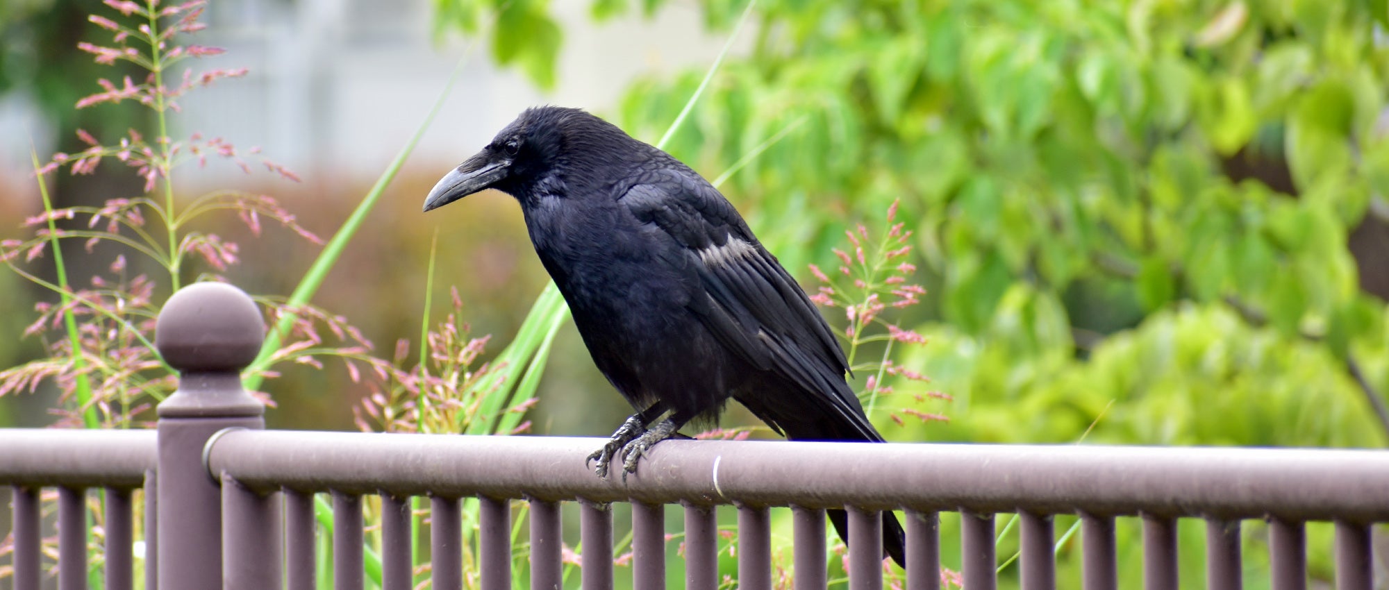 What to do about crows | The Humane Society of the United States