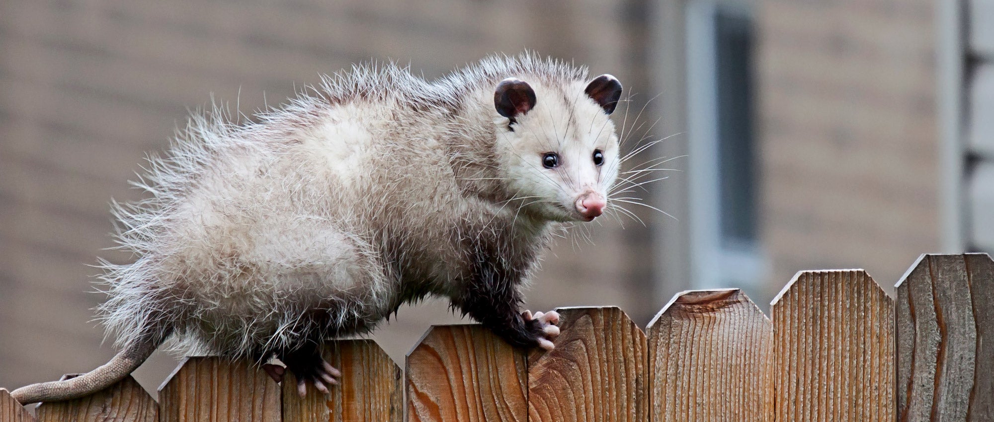 What to do about opossums | The Humane Society of the United States