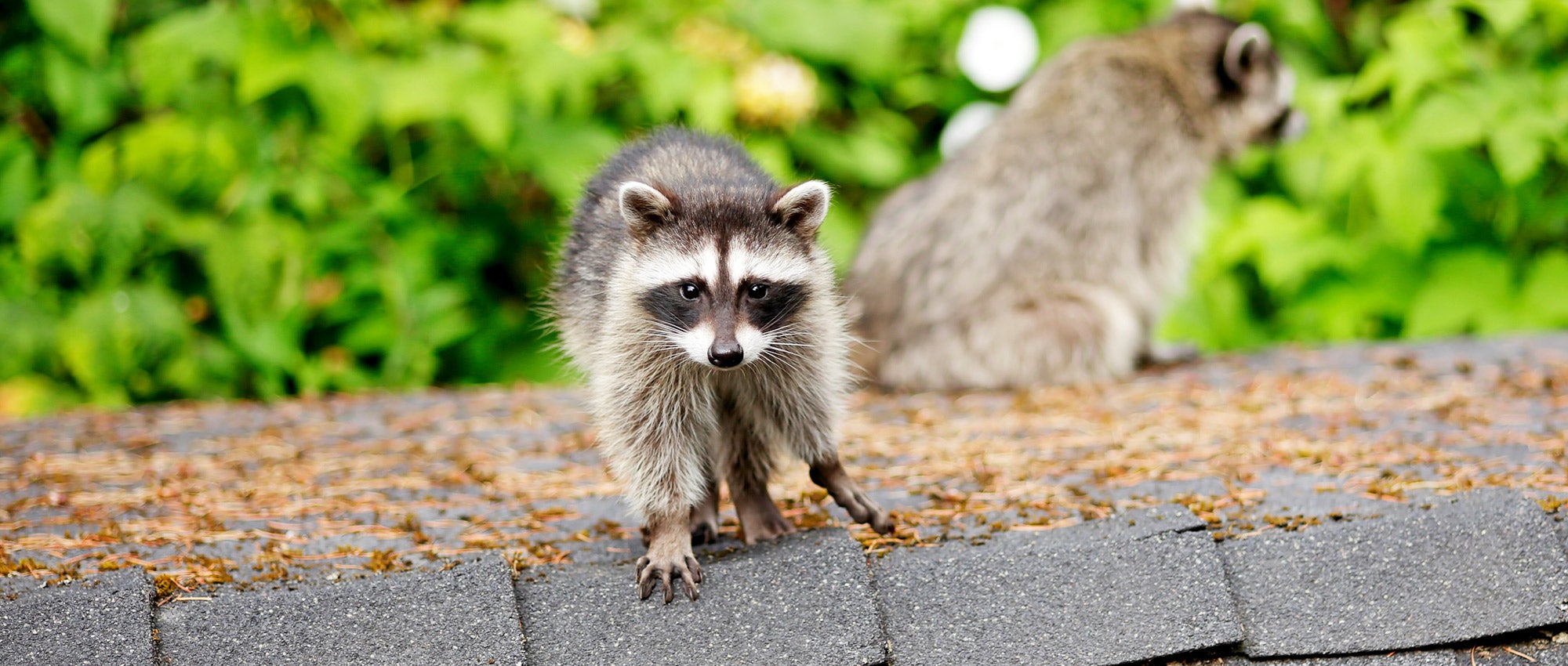 How to get rid of raccoons | The Humane Society of the United States