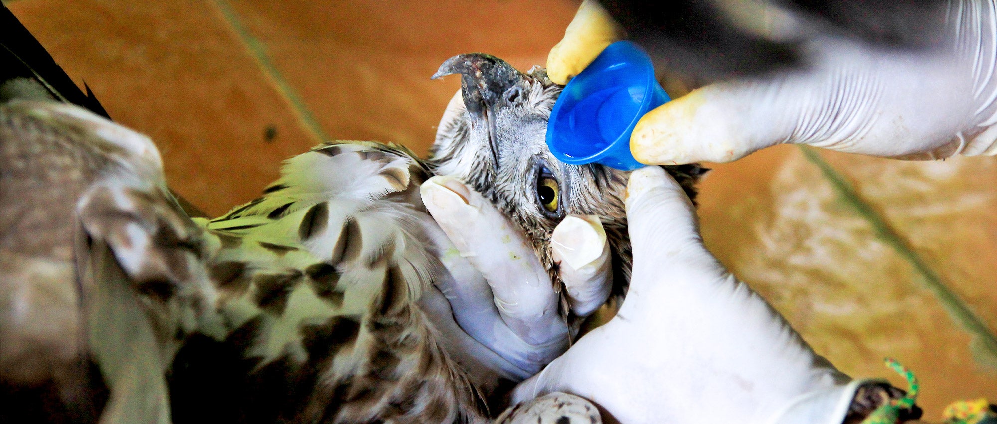 How to find a wildlife rehabilitator | The Humane Society of the United  States