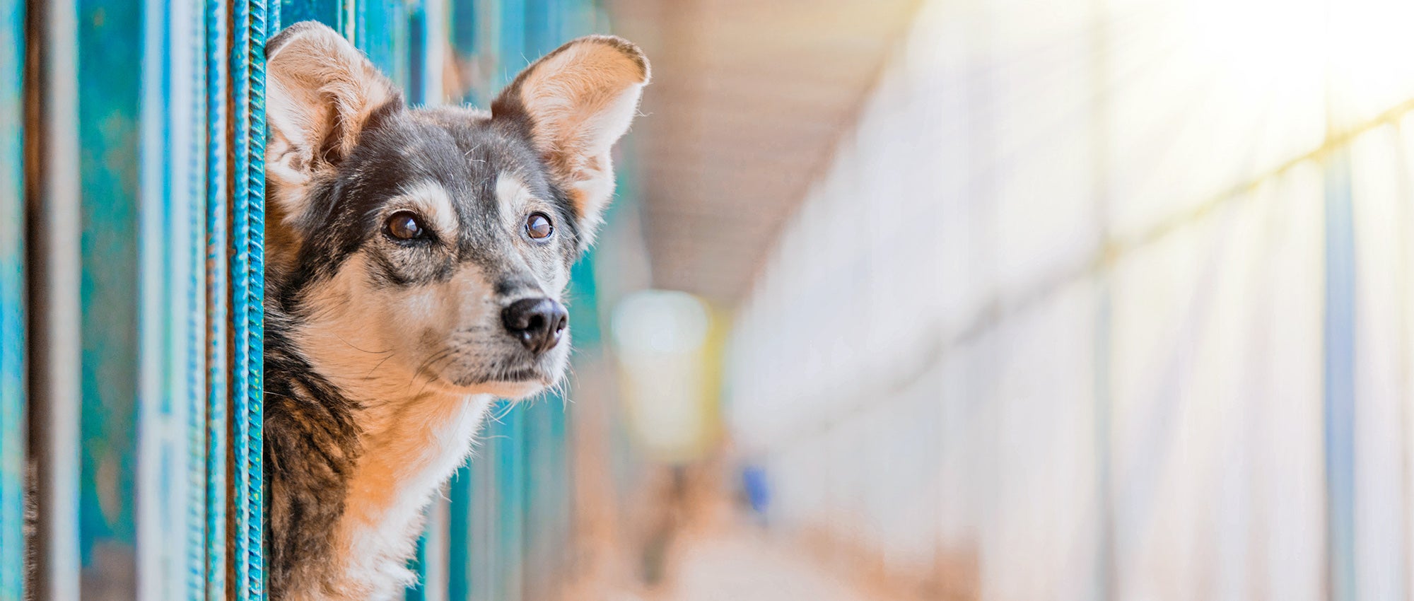 How to help animals in shelters | Humane Society of the United States