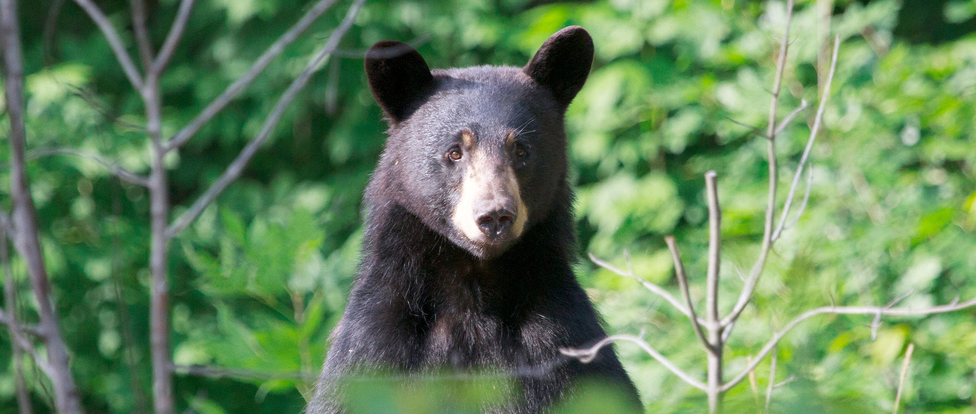What to do about black bears | The Humane Society of the United States