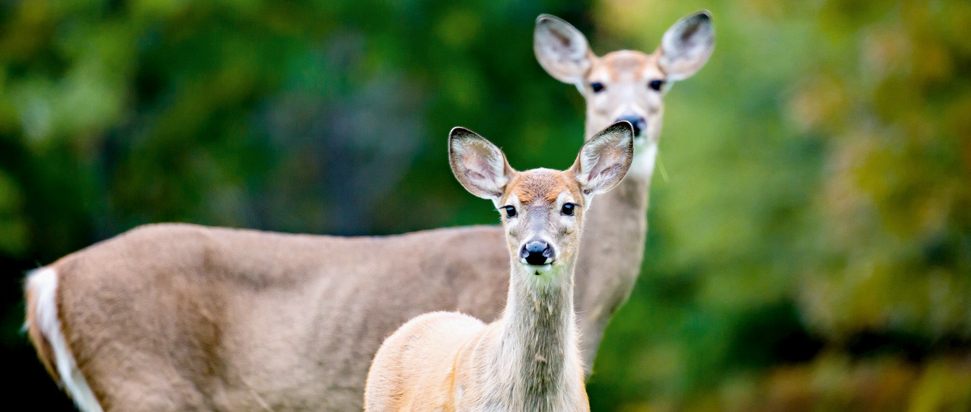 What to do about deer | The Humane Society of the United States