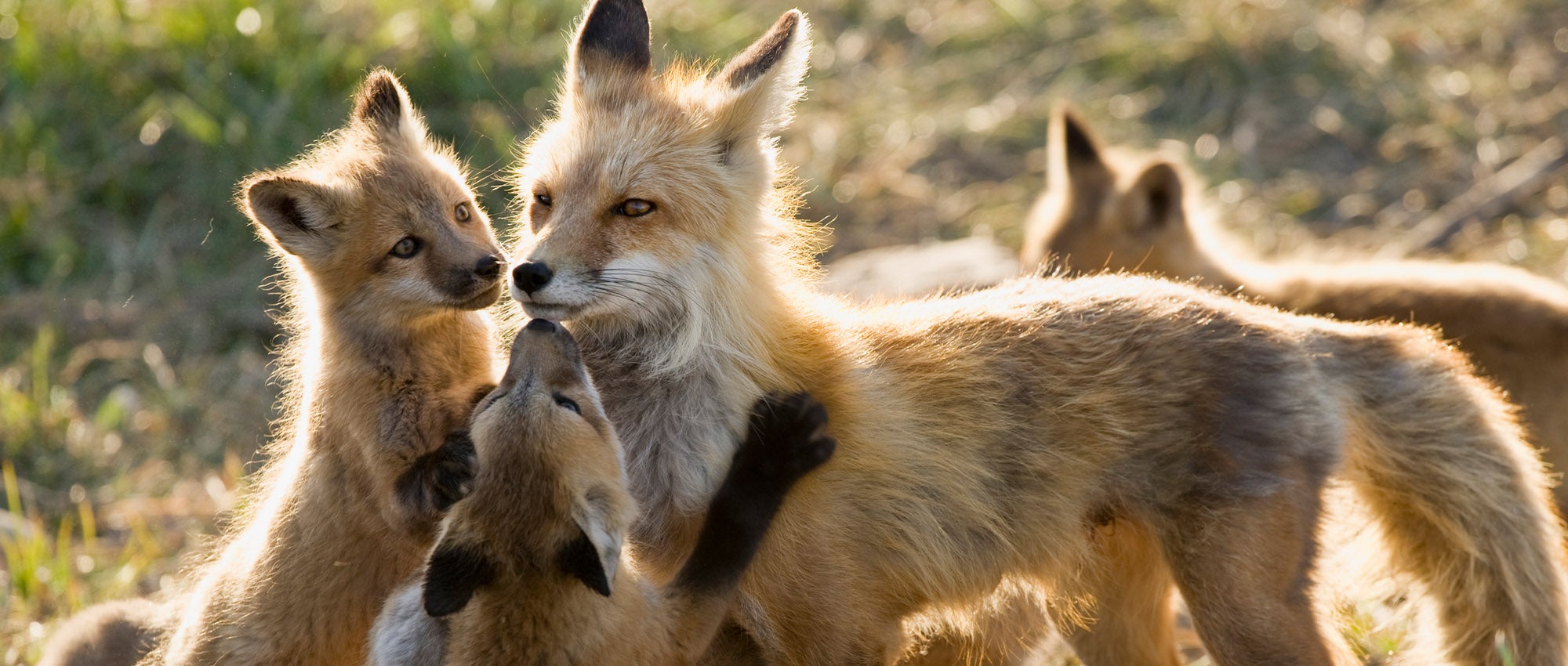 What to do about foxes | The Humane Society of the United States