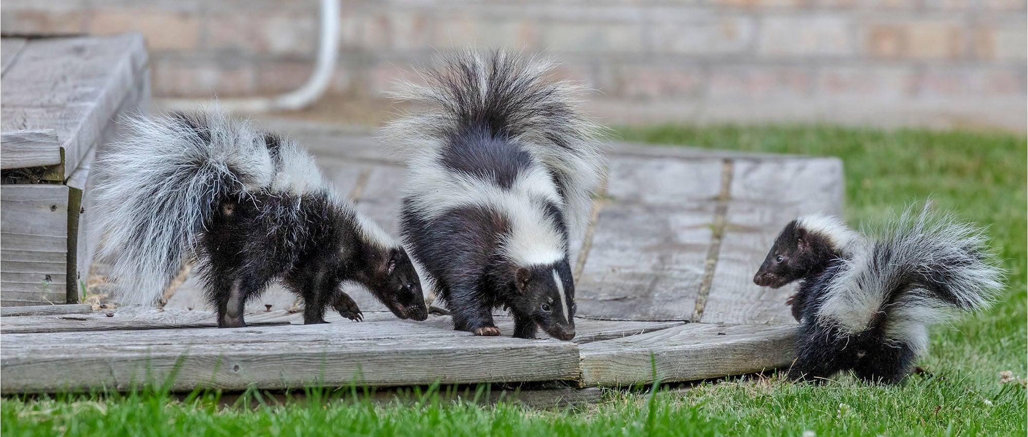 What to do about skunks | The Humane Society of the United States
