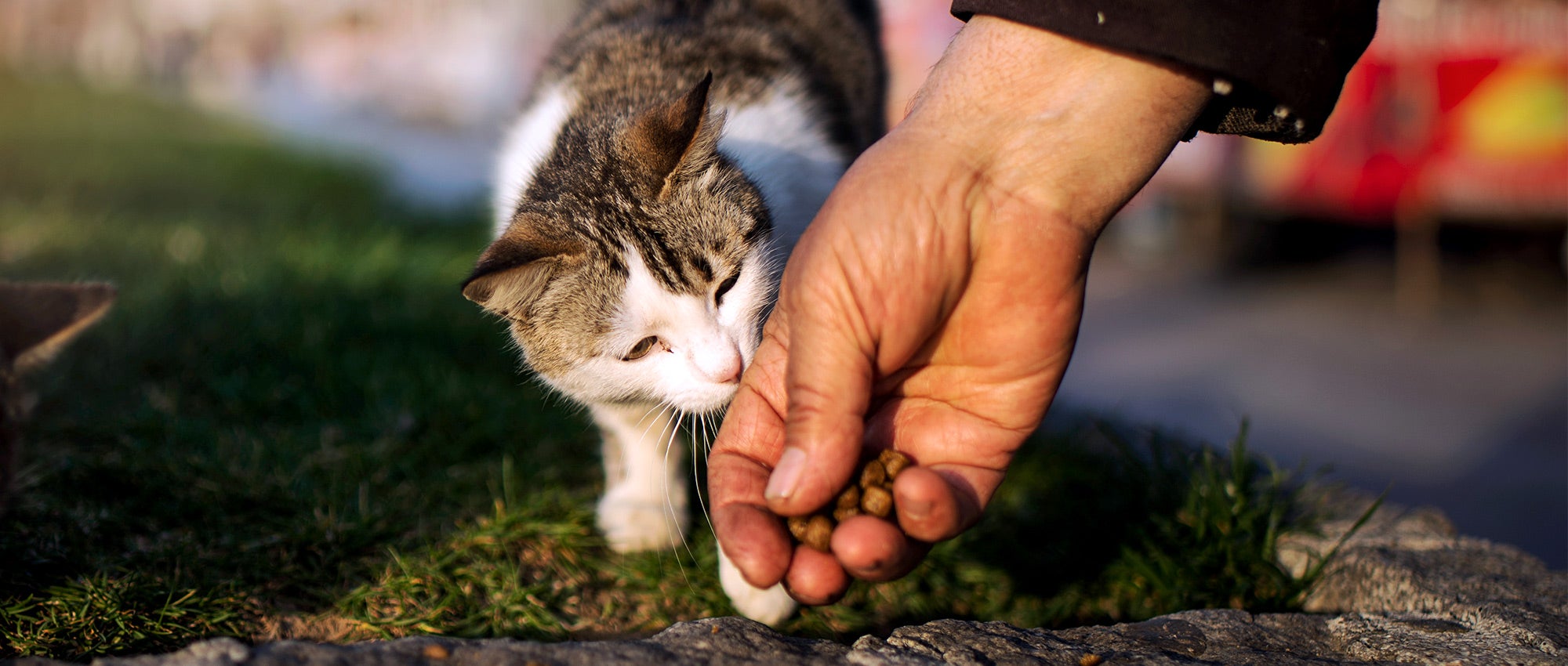 How to help a stray pet | The Humane Society of the United States