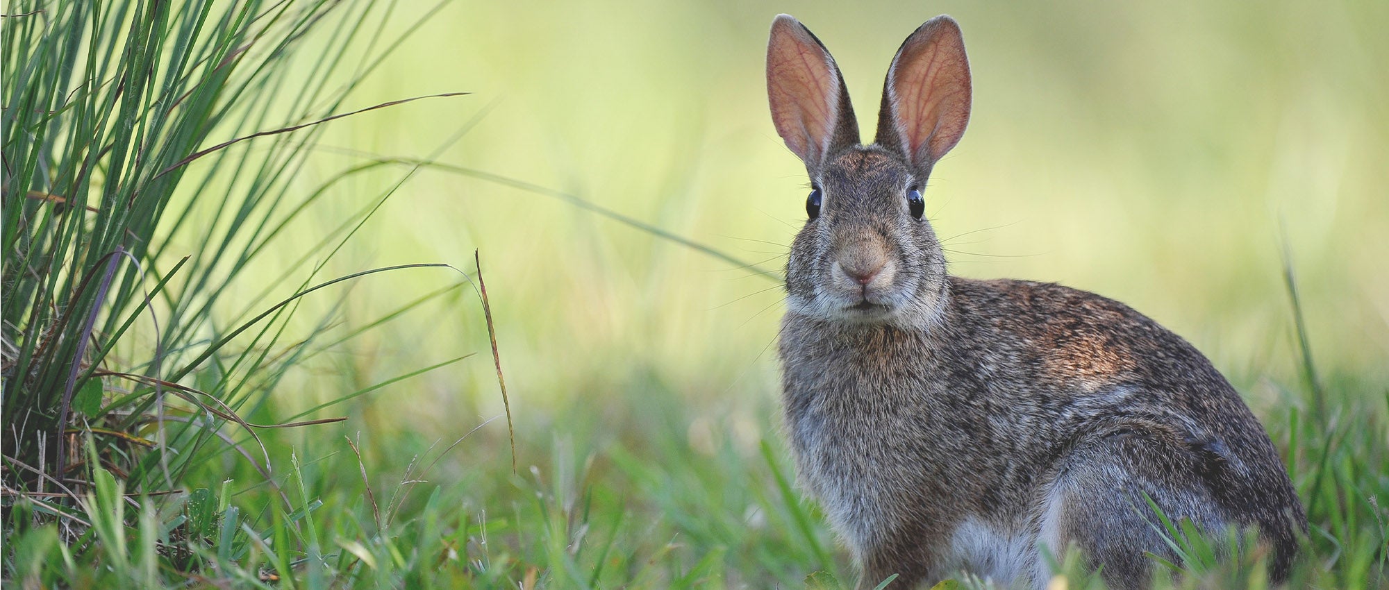 What to do about wild rabbits | The Humane Society of the United States