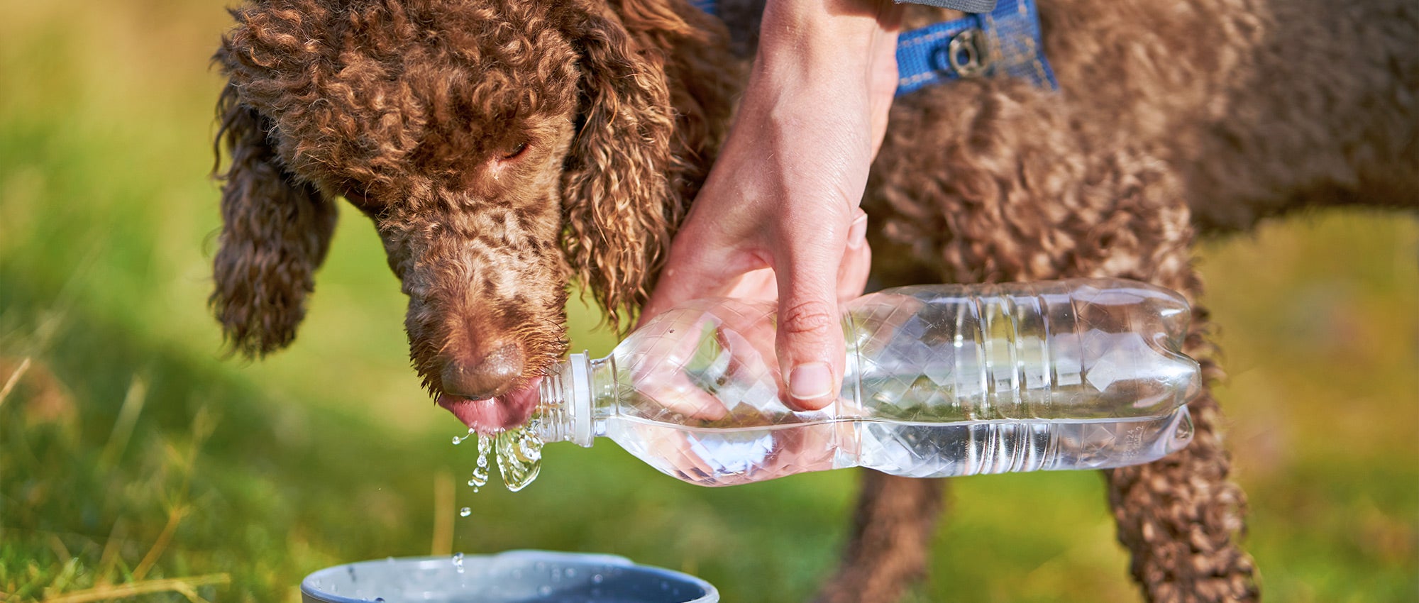 Keep pets safe in the heat | The Humane Society of the United States