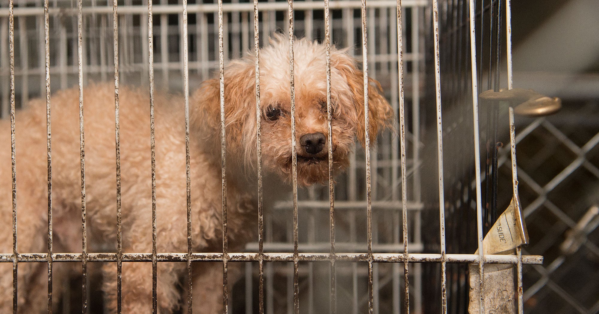 Puppy mills FAQ | The Humane Society of the United States