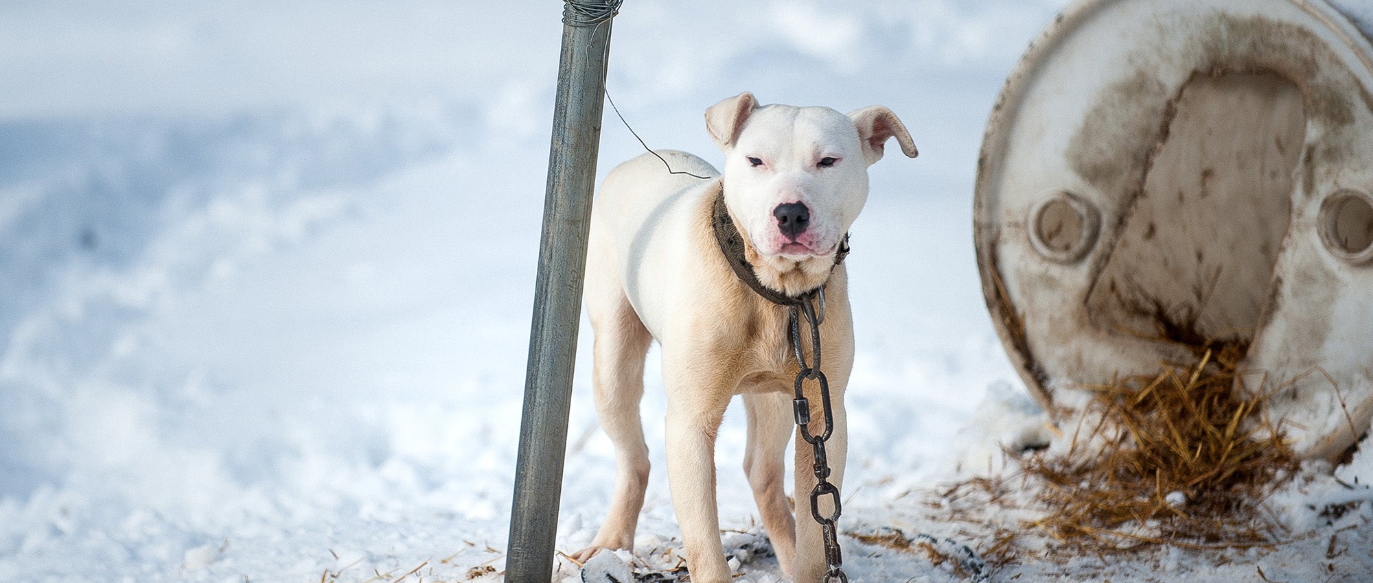 What to do about pets left out in the cold | The Humane Society of the  United States