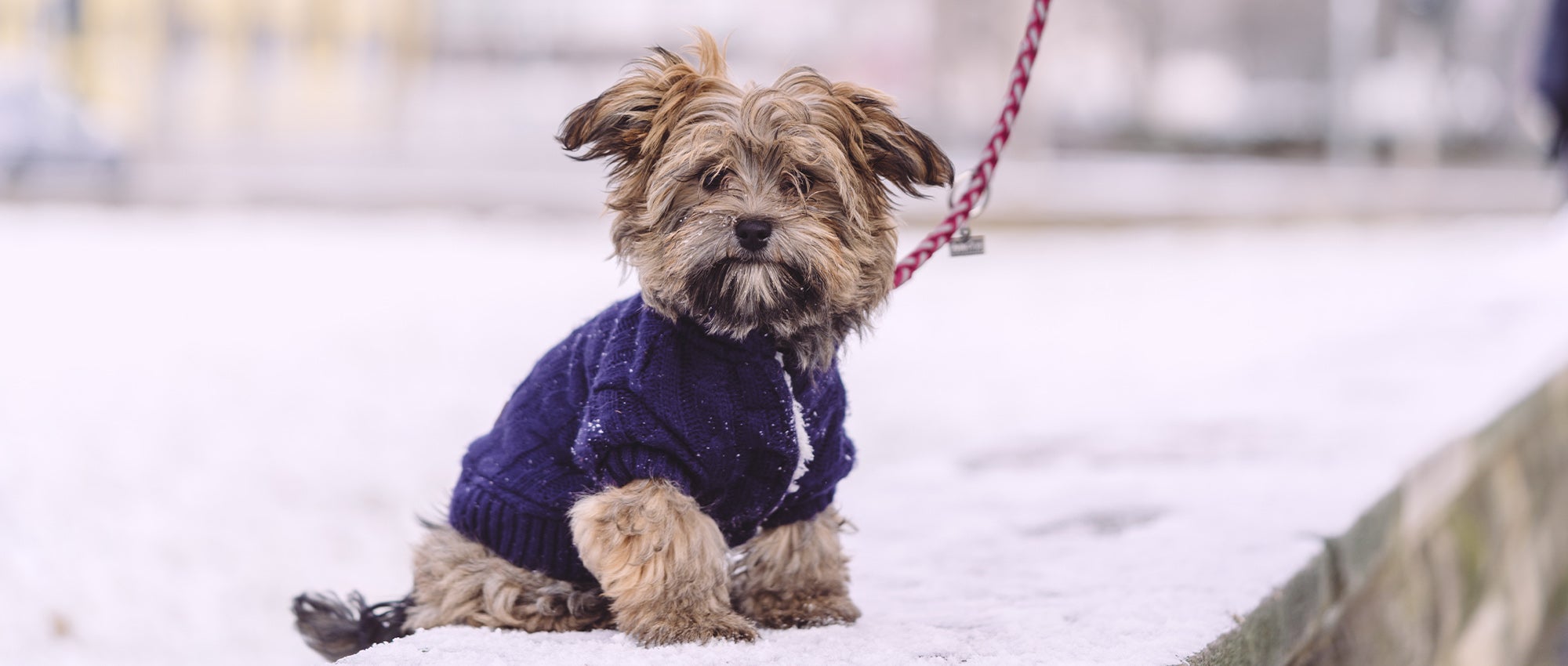 Five ways to protect pets in winter | The Humane Society of the United  States