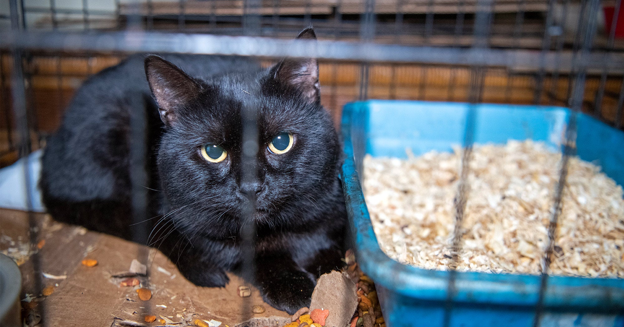 Mississippi Cat Rescue | The Humane Society of the United States