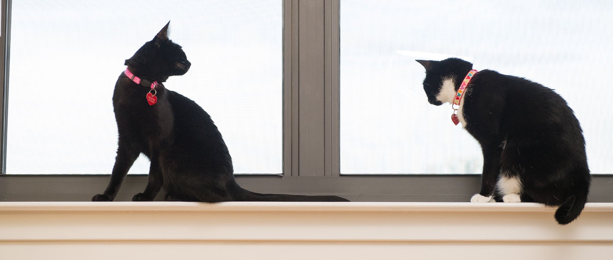 https://www.humanesociety.org/sites/default/files/2023-05/two-cats-indoors-184073.jpg