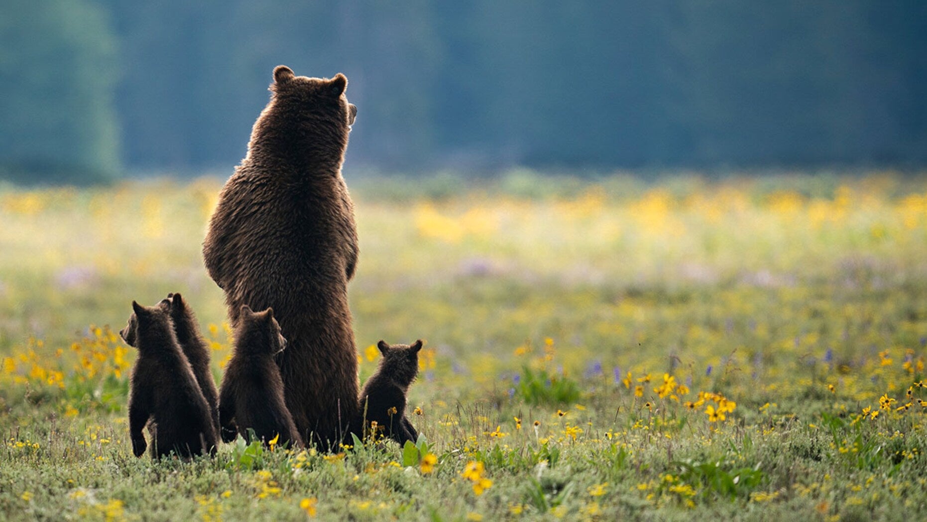 Americans love grizzly bears, but Montana and Wyoming lawmakers are not  getting the message