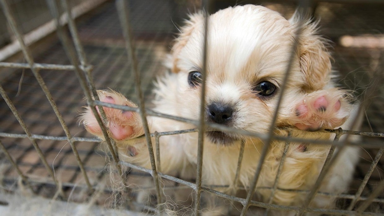 are puppy mills legal