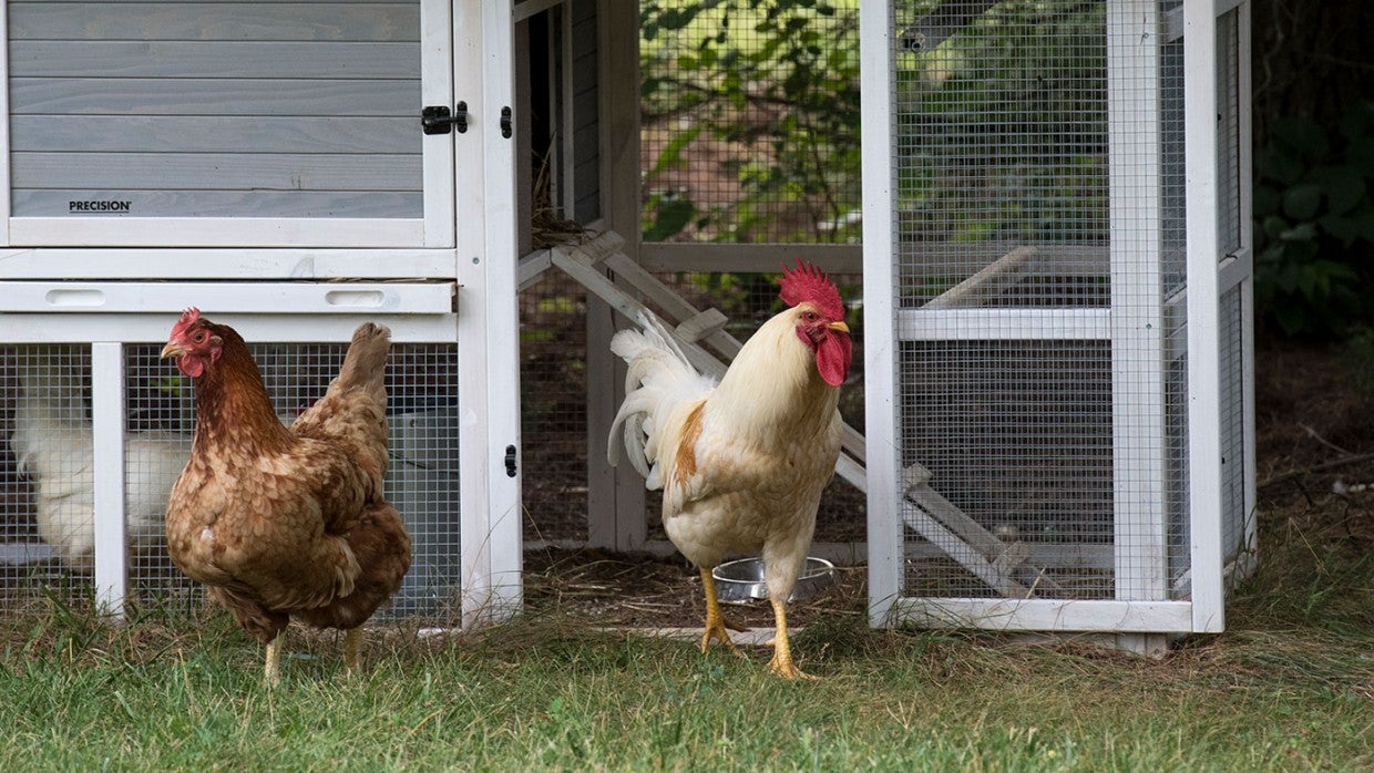 Adopting and caring for backyard chickens | The Humane ...