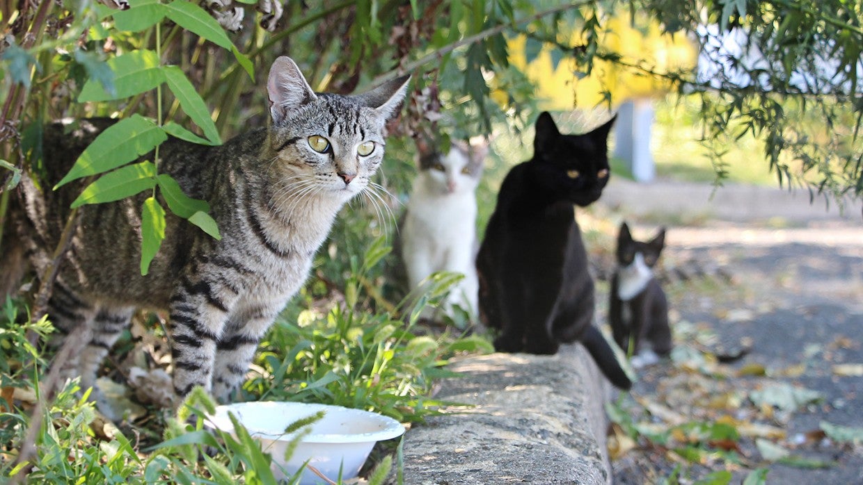 releasing feral cats in the wild