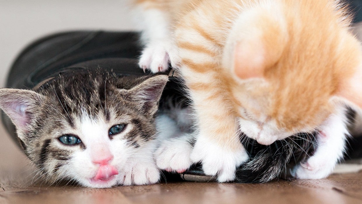 Kitten behavior basics | The Humane Society of the United States