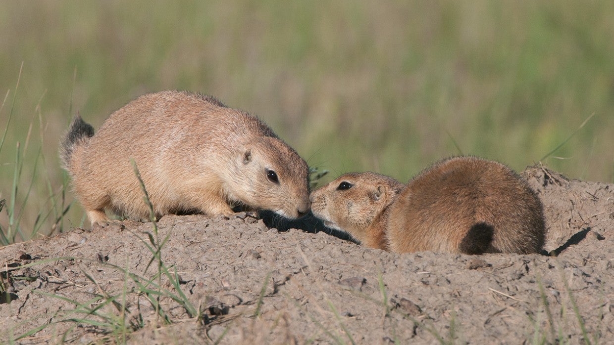 what family are prairie dogs