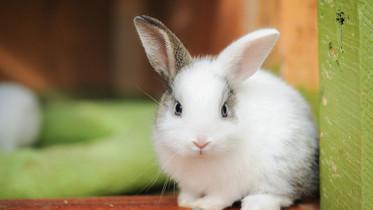 Is a rabbit the right pet for you 