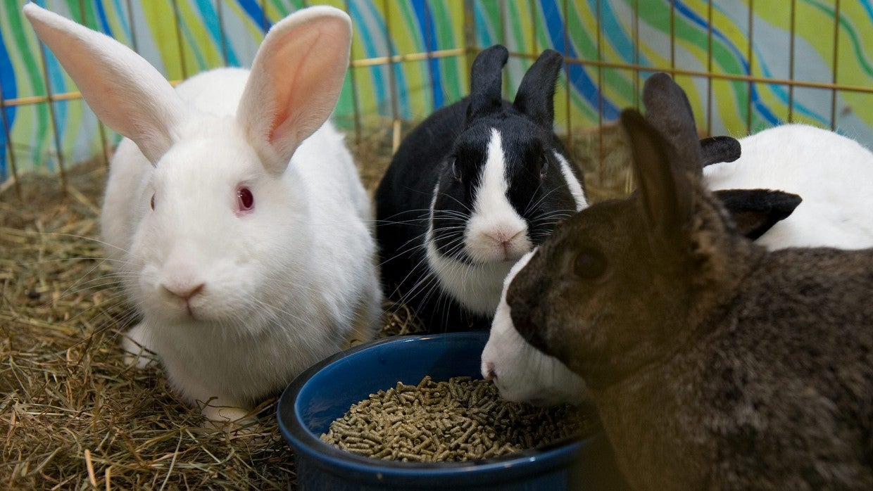 pet shop rabbit price