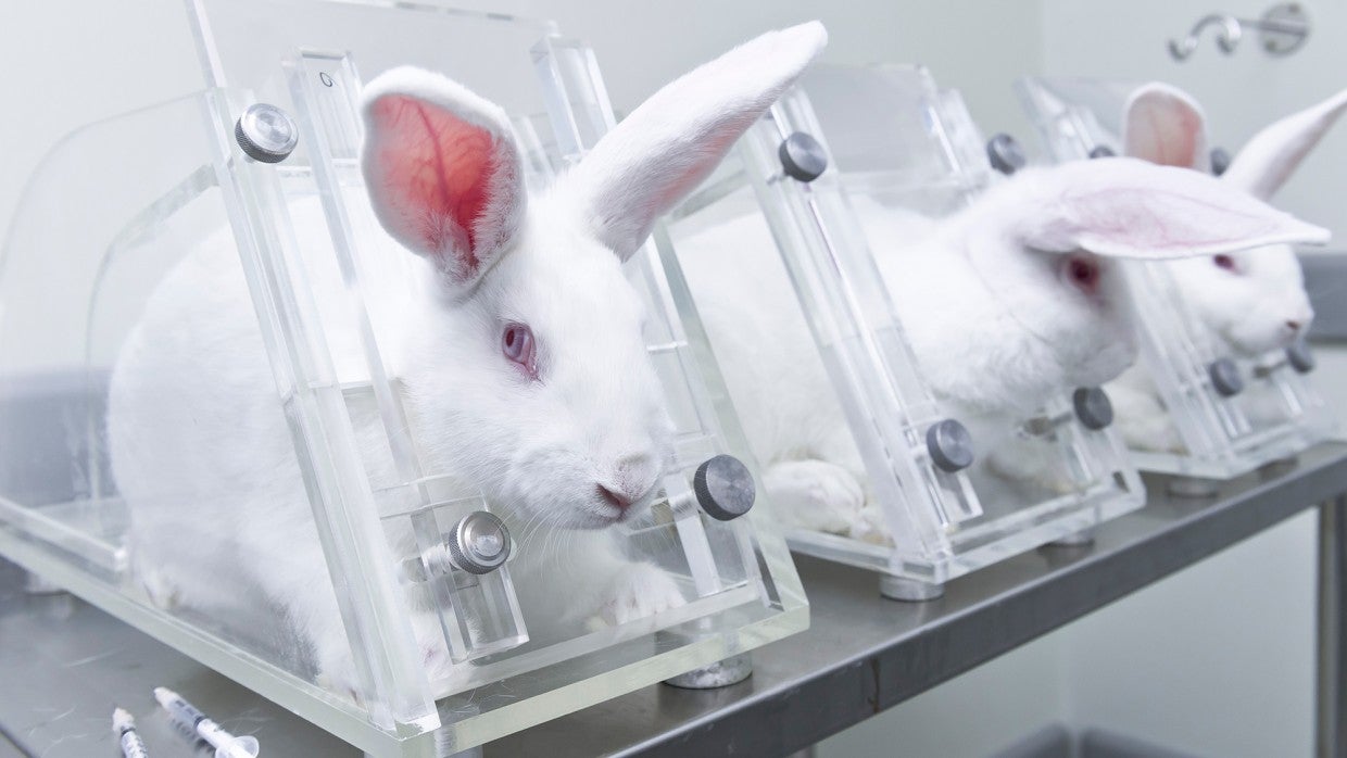 Products animal testing 50 Brands