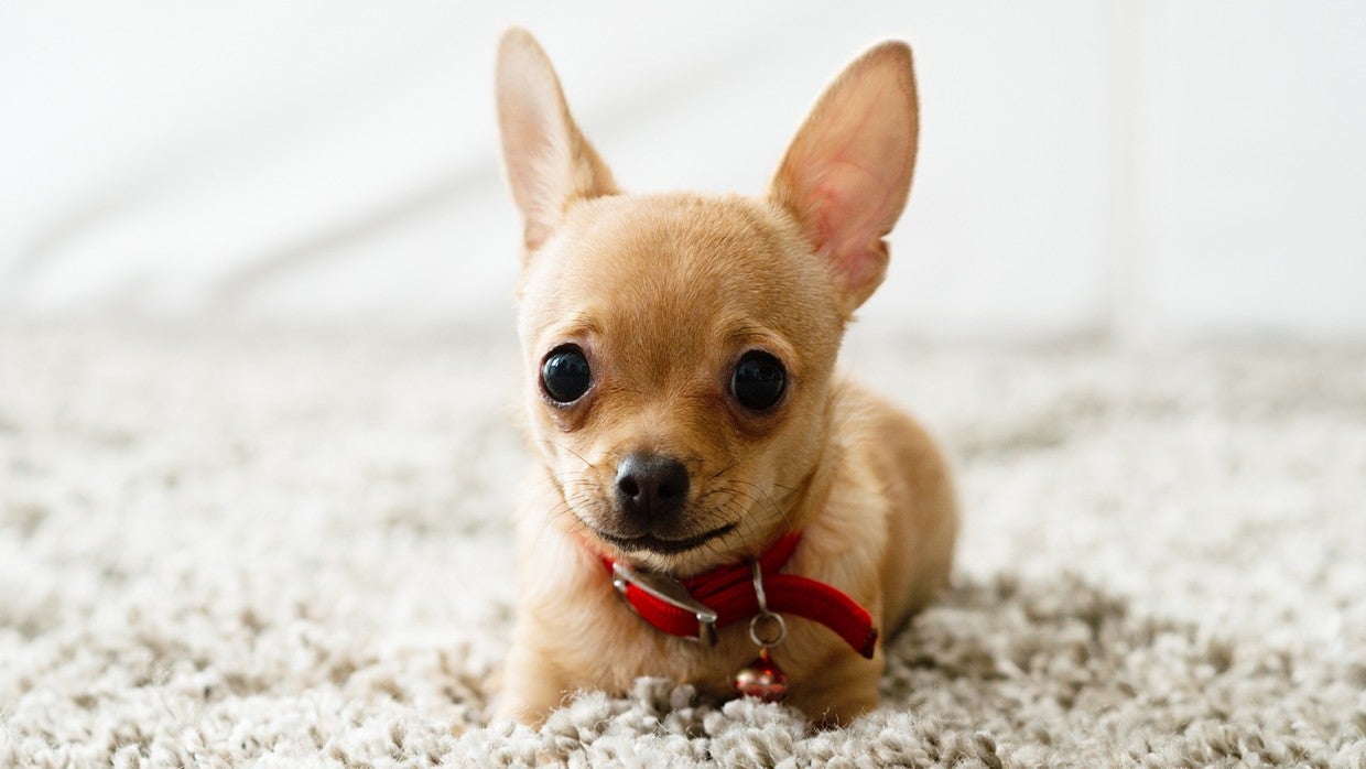 Get the smell of urine out of carpet | The Humane Society of the United  States