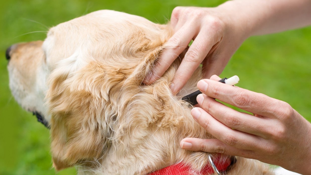 Getting a tick off of your dog | The 
