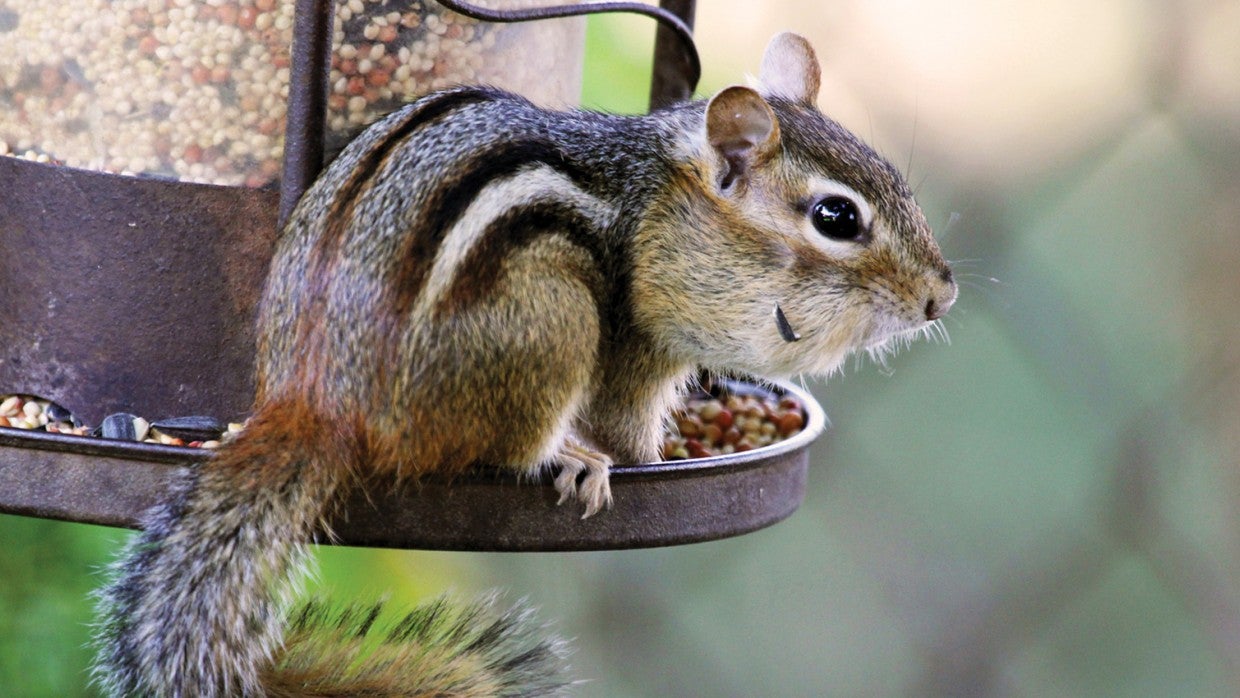 how to tell if a chipmunk is dying
