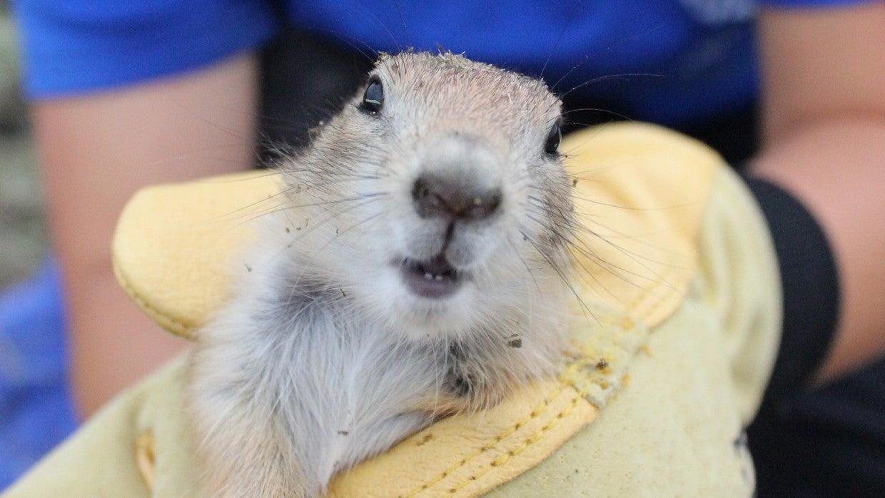 What to do about prairie dogs | The Humane Society of the United States